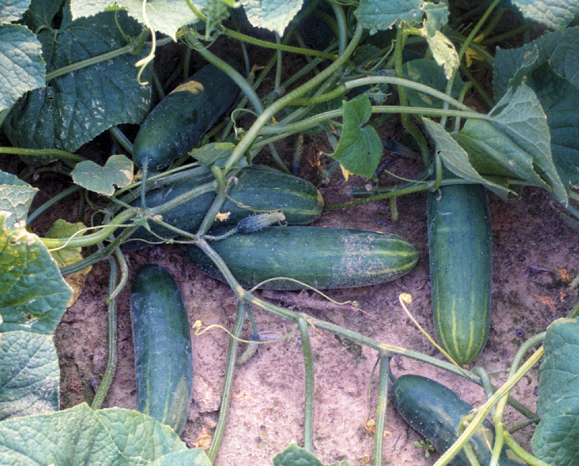 cucumber vinesjpg